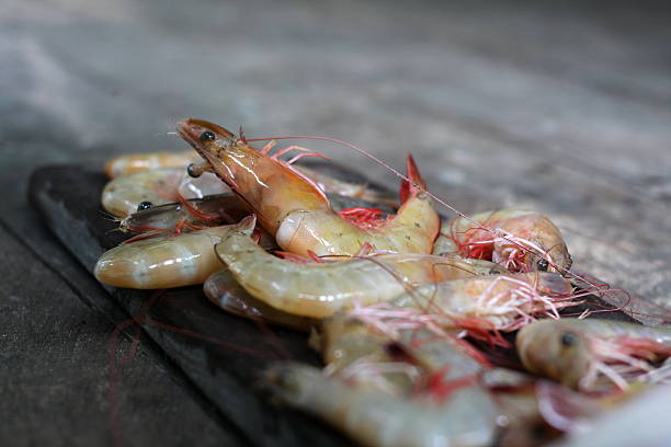 تصویر 3 از میگو + بهترین قیمت کف بازار