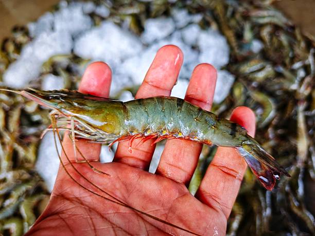 تصویر 2 از قیمت میگو بسته بندی صادراتی با کیفیت ارزان + خرید عمده