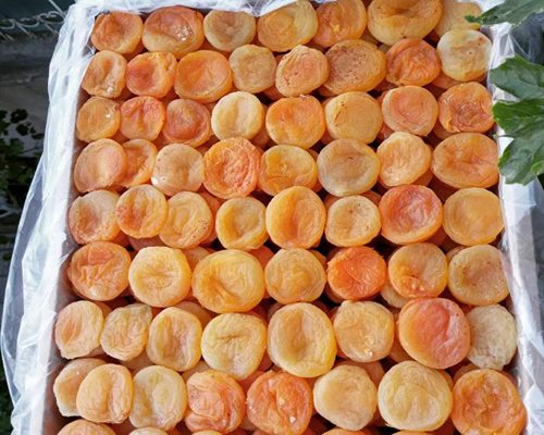 تصویر 4 از قیسی زرد آلو مرغوب بهترین قیمت