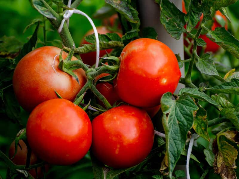 تصویر 4 از گوجه فرنگی ارگانیک طبیعی قرمز عمده تازه برداشت شده