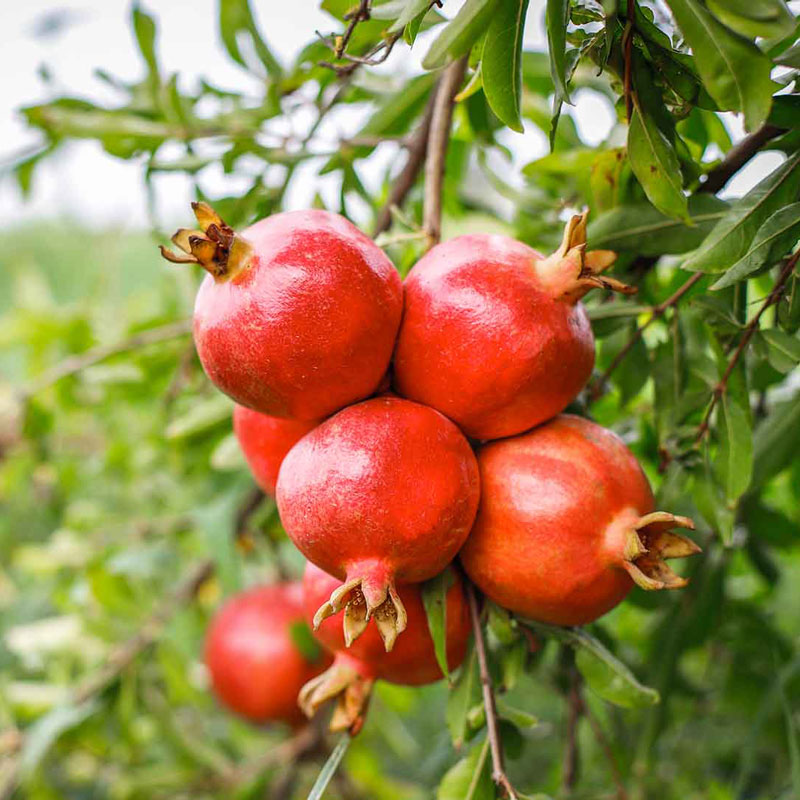 تصویر 1 از انار یاقوتی شهرضا + تازه و خوش‌ دانه