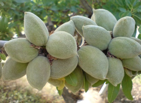 بادام درختی با پوست سبز و کیفیت تضمینی