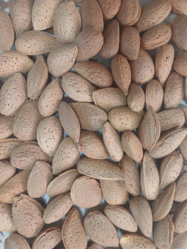 انواع بادام درختی تلخ و شیرین مناسب انواع مصارف