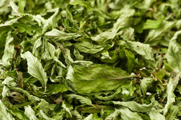 تصویر 4 از نعنا خشک ارگانیک با کیفیت عطری عالی