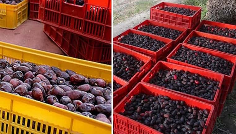 خرما مضافتی بم 8 کیلویی مجلسی و درشت طبیعی و مرغوب