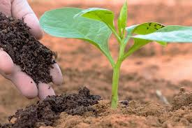 قیمت خرید کود ورمی کمپوست مرغی + فروش ویژه