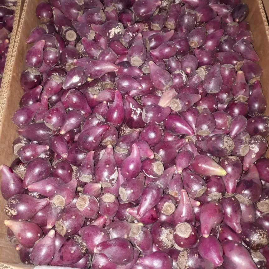 تصویر 3 از فروش میوه کاکتوس سایز متوسط کیفیت بالا + قیمت منصفانه برای عمده فروشان