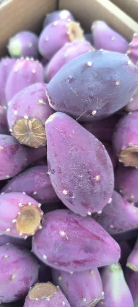 تصویر 2 از قیمت گلابی خاردار مدل انگلمانی درشت مستقیم از مزرعه