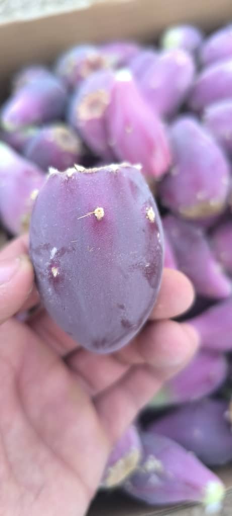 تصویر 3 از قیمت گلابی خاردار مدل انگلمانی درشت مستقیم از مزرعه