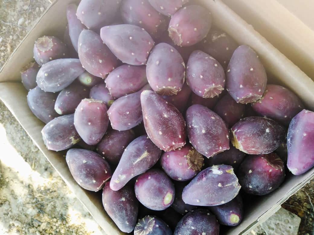 تصویر 1 از قیمت گلابی خاردار مدل انگلمانی درشت مستقیم از مزرعه