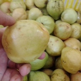 فروش گواوا جنوب