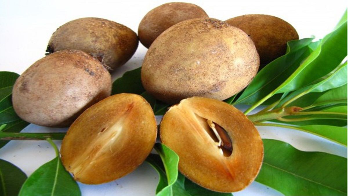 تصویر 3 از فروش میوه چیکو شیرین و تازه جنوب