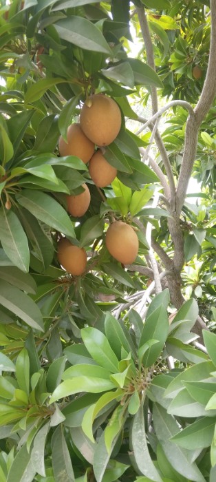 تصویر 2 از فروش میوه چیکو شیرین و تازه جنوب