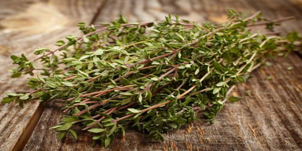 تصویر 4 از آویشن تازه و خوش‌ عطر و طعم مناسب آشپزی خانگی