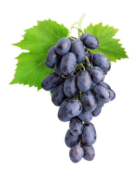 تصویر 4 از انگور سیاه شانی سردشت اعلاء