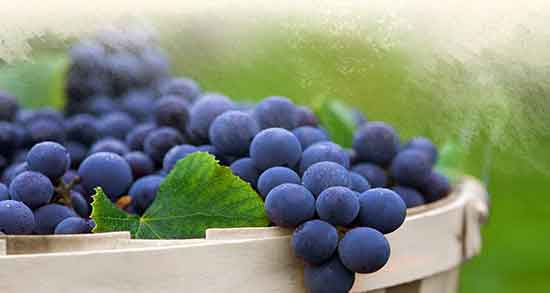 تصویر 1 از انگور سیاه شانی سردشت اعلاء