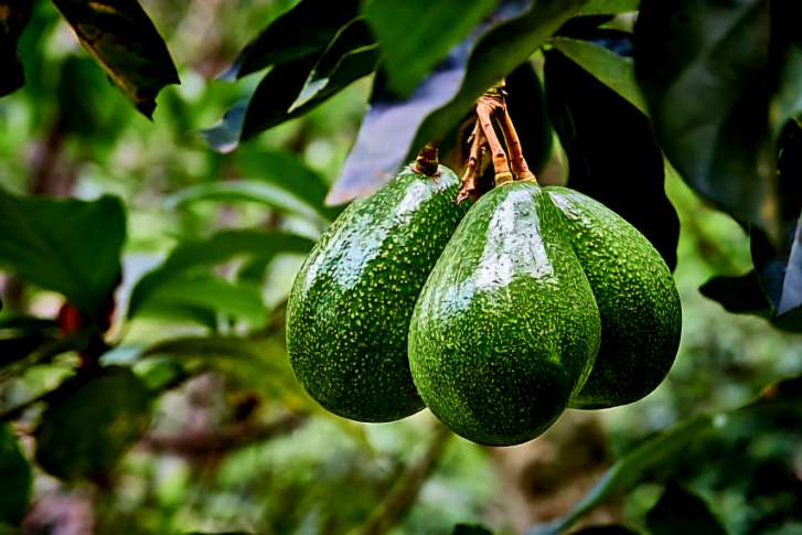 تصویر 4 از فروش فوق العاده نهال آووکادو پینکرتون + فروش مستقیم نهال آووکادو