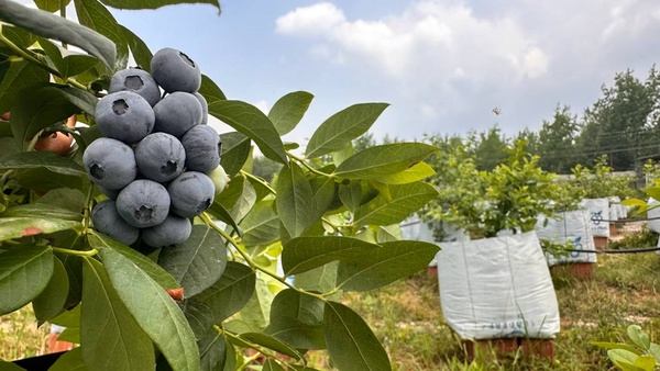 تصویر 4 از فروش فوق العاده نهال بلوبری یکساله + بستر کشت بلوبری ۱۰۰ لیتری