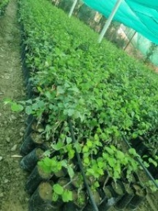 تصویر 5 از فروش فوق العاده نهال کنار پیوندی + فروش عمده نهال کنار پیشین