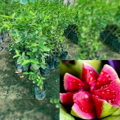 تصویر 4 از فروش فوق العاده نهال گواوا توسرخ + خرید نهال گواوا زرد