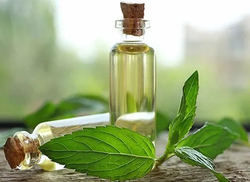 تصویر 3 از اسانس نعناع غلیظ + طعم دهنده تازه و خوش بو