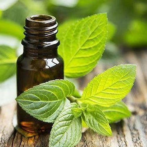 تصویر 2 از اسانس نعناع غلیظ + طعم دهنده تازه و خوش بو