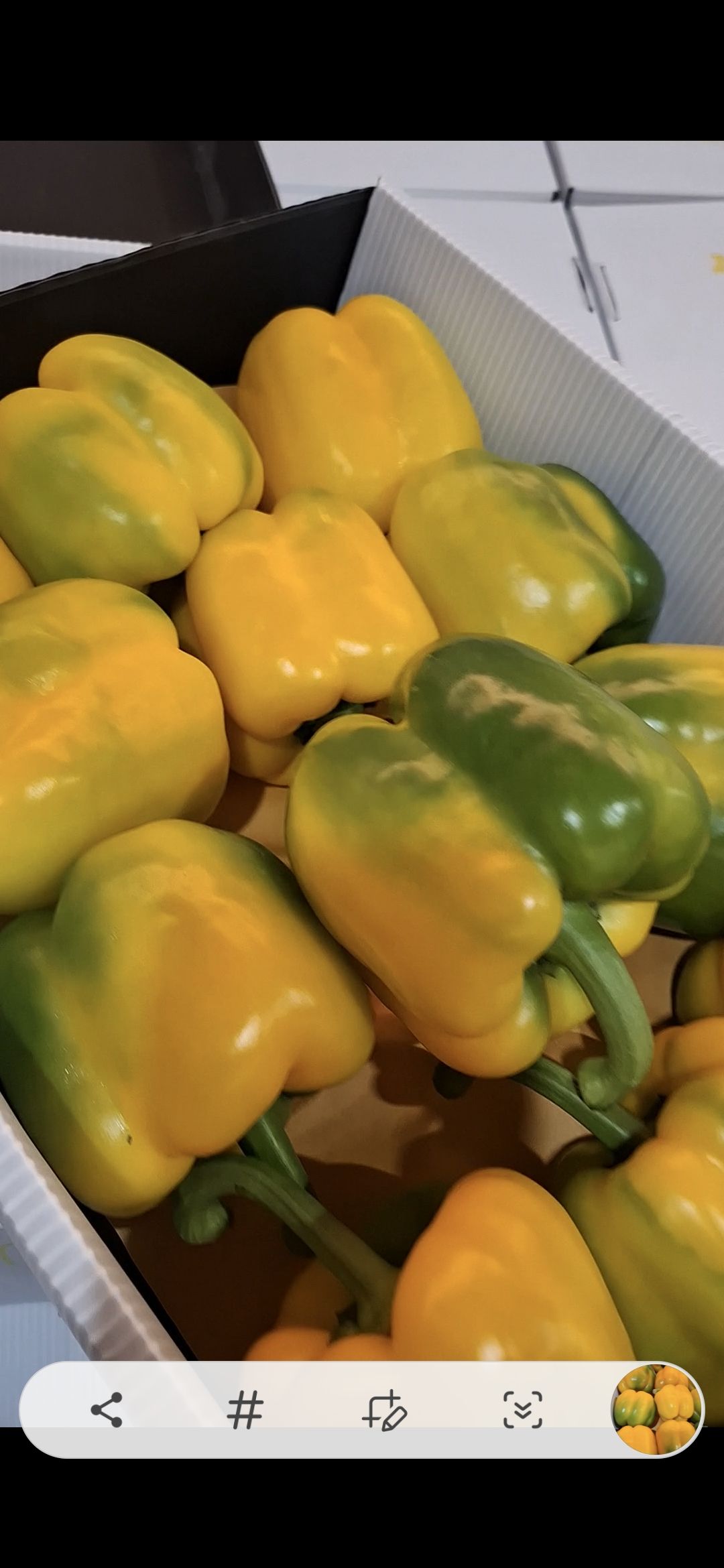 تصویر 3 از فلفل دلمه رنگی با کیفیت تیران و‌ کرون