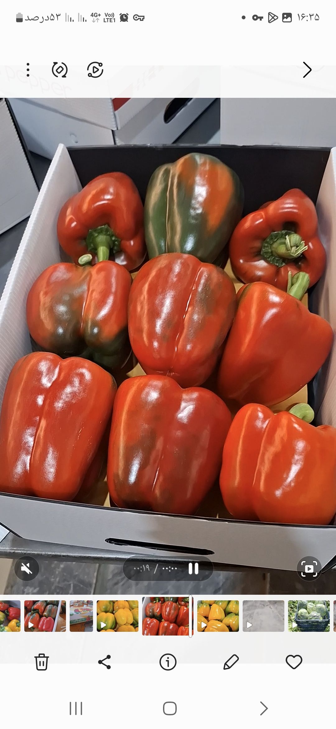 تصویر 1 از فلفل دلمه رنگی با کیفیت تیران و‌ کرون