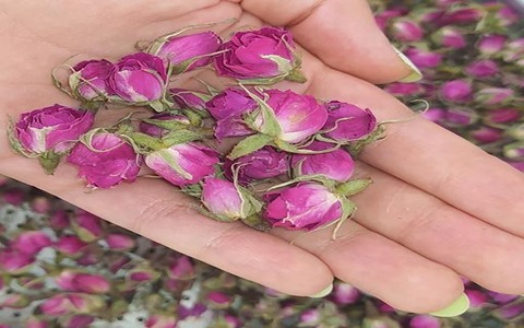 تصویر 2 از قیمت روز غنچه گل محمدی صادراتی + ارسال به امارات و اروپا