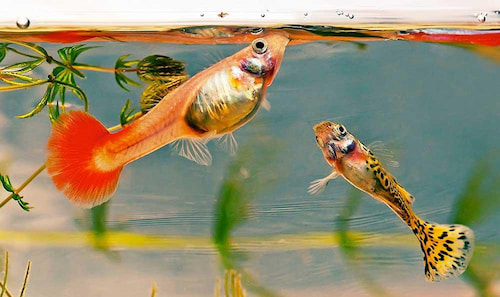 تصویر 5 از خوراک ماهی + با فرمول استاندارد تغذیه‌ ای