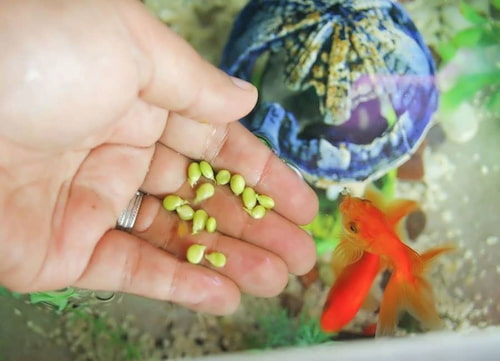 تصویر 2 از خوراک ماهی + با فرمول استاندارد تغذیه‌ ای