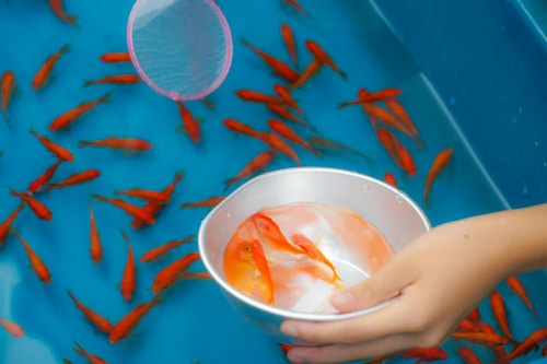 تصویر 1 از خوراک ماهی + با فرمول استاندارد تغذیه‌ ای