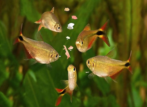 تصویر 2 از خوراک ماهی مناسب انواع آبزیان