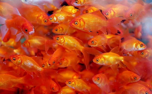 تصویر 5 از خوراک ماهی مناسب انواع آبزیان