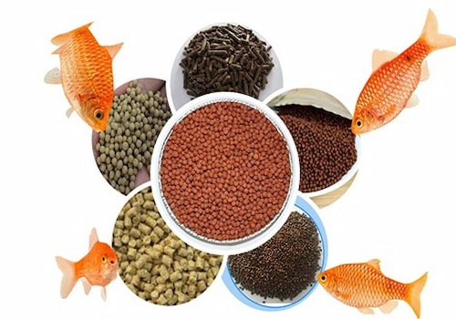 خوراک ماهی مناسب انواع آبزیان