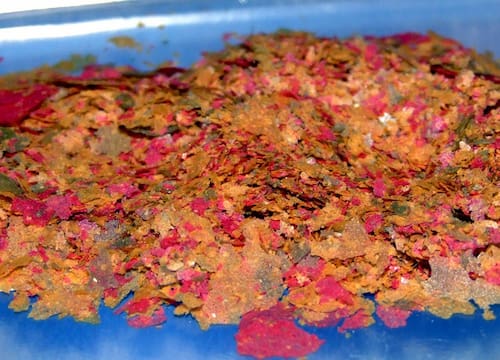 تصویر 5 از خوراک ماهی + رشد بهتر و سلامت بیشتر