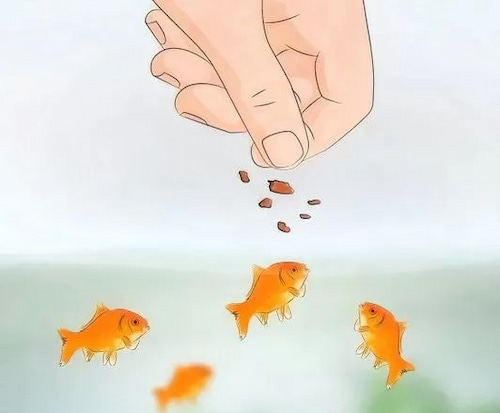 تصویر 1 از خوراک ماهی + رشد بهتر و سلامت بیشتر