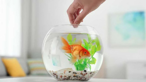 تصویر 1 از خوراک ماهی مقوی + مناسب پرورش ماهی