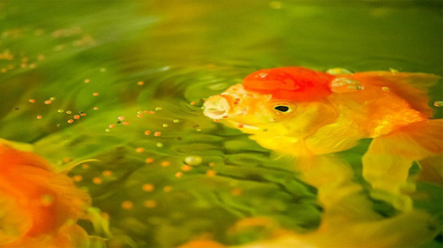 تصویر 2 از خوراک ماهی مقوی + مناسب پرورش ماهی