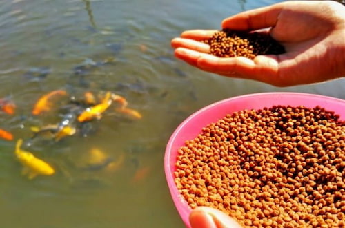 تصویر 3 از پخش مستقیم خوراک ماهی + در بسته‌ بندی‌ های مختلف