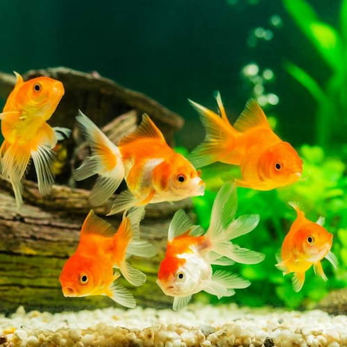 تصویر 1 از پخش مستقیم خوراک ماهی + در بسته‌ بندی‌ های مختلف