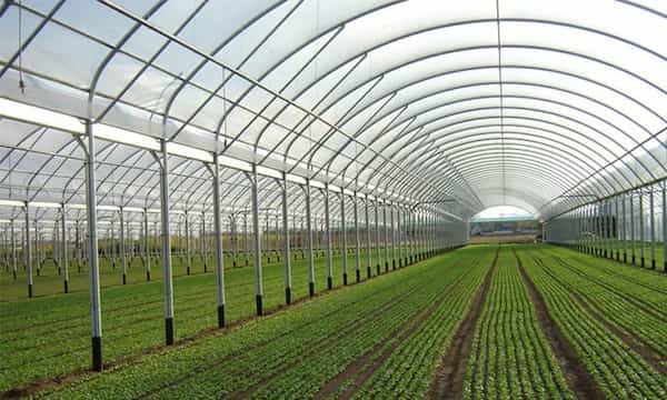 عرضه انواع نایلون گلخانه یو وی به قیمت عمده + خرید بی واسطه