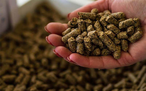 تصویر 1 از خوراک ماهی کپور گرانولی و پودری