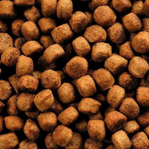 تصویر 4 از خوراک ماهی کپور با جذب بالا و انرژی مناسب