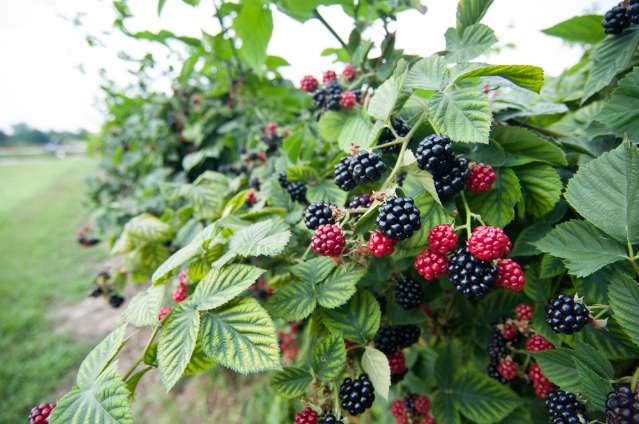 فروش فوق العاده نهال بلک بری + نهال سردسیری بلک بری