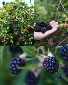 تصویر 5 از فروش فوق العاده نهال بلک بری + نهال سردسیری بلک بری