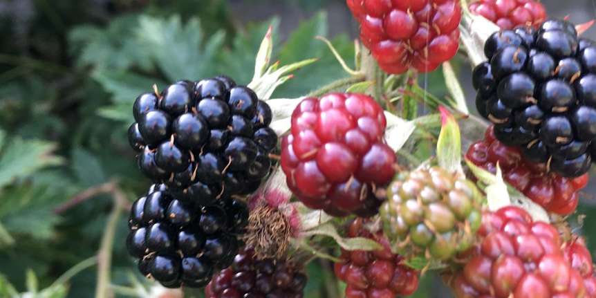 تصویر 1 از فروش فوق العاده نهال بلک بری + نهال سردسیری بلک بری