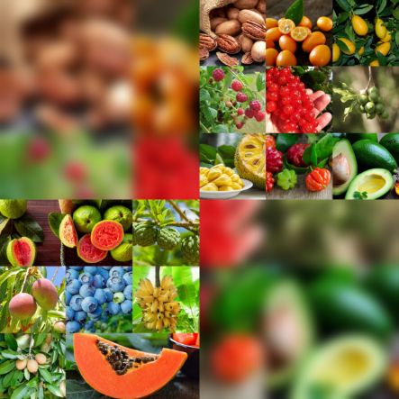 پخش عمده انواع نهال میوه های لوکس در ایران