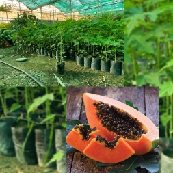 تصویر 3 از پخش عمده انواع نهال میوه های لوکس در ایران