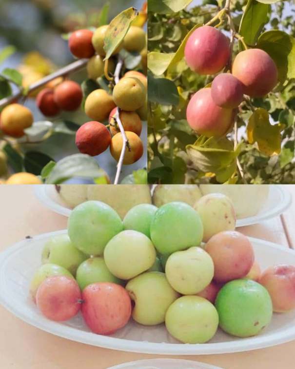 تولید و پخش عمده نهال کنار پیشین